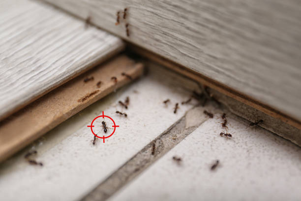 Best Pest Prevention Services  in Homestead Meadows North, TX