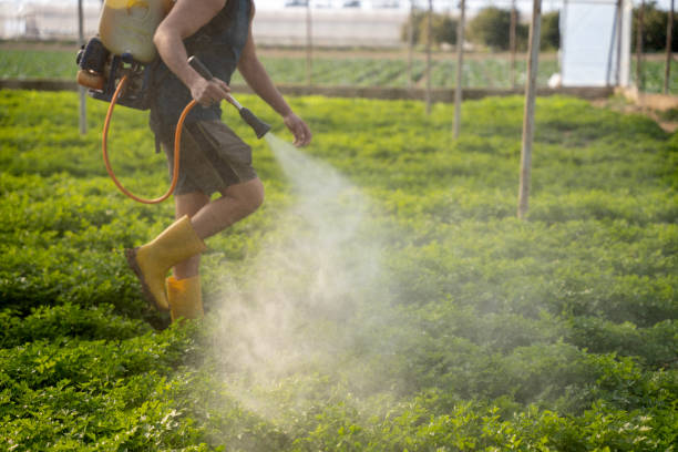 Best Wasp Removal Services  in Homestead Meadows North, TX