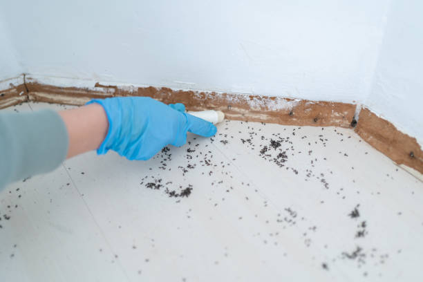 Best Affordable Pest Control Services  in Homestead Meadows North, TX